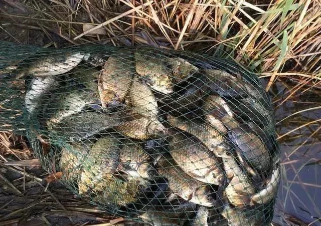 野钓鲫鱼浮漂怎样看,为什么送高漂,提竿却不中鱼?