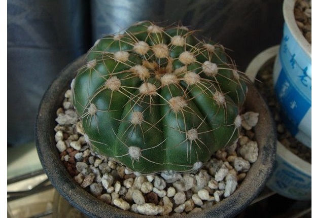 一种开花十分勤快的仙人球,栽下不久即开花,多箭齐发超级漂亮