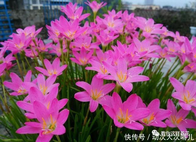  惊艳|这种球乱养都能活，丢盆里1个月开花，开花太惊艳