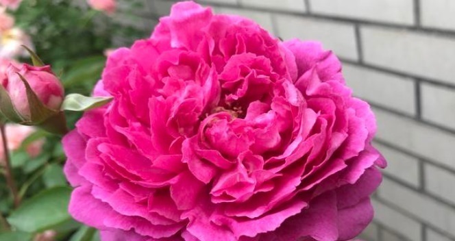 月季想要养不弱这样去养护,月季枝干越养越壮,开花强