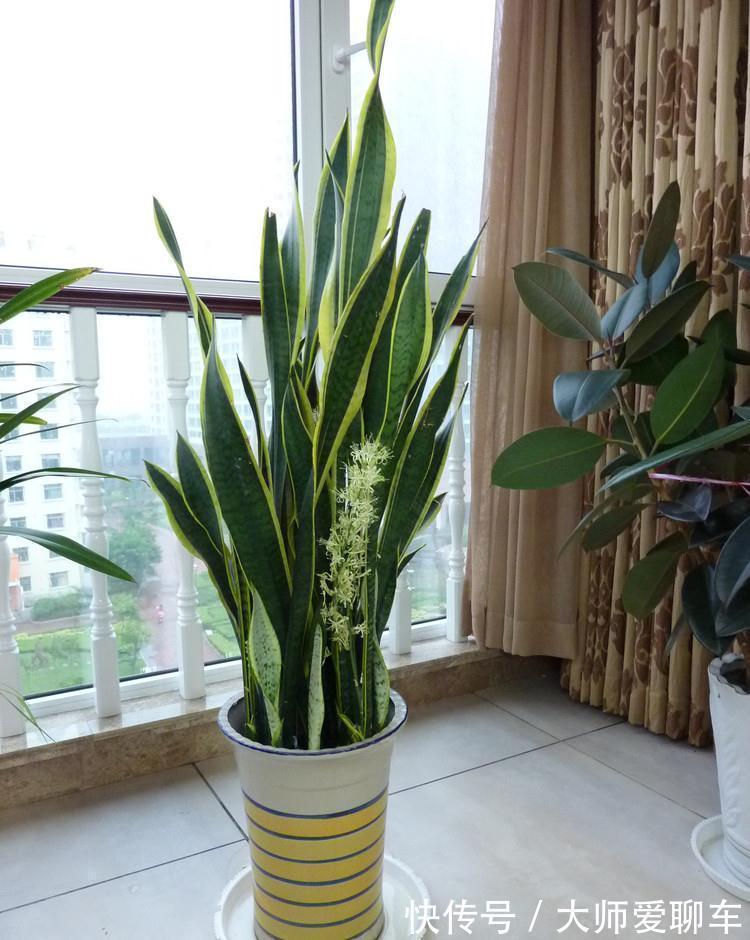 净化|公认的6种吉祥花,株型奇特寓意好,还能吸废气,大人孩子都喜欢