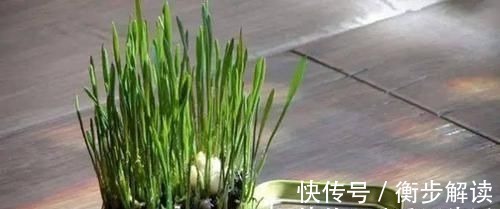 月饼盒|除了花盆之外,这些东西也是绝佳的养花神器,你用过吗?