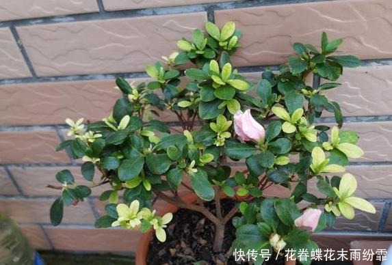 养殖杜鹃花该怎么浇水掌握5个要点,枝叶长得旺、盆栽易开花
