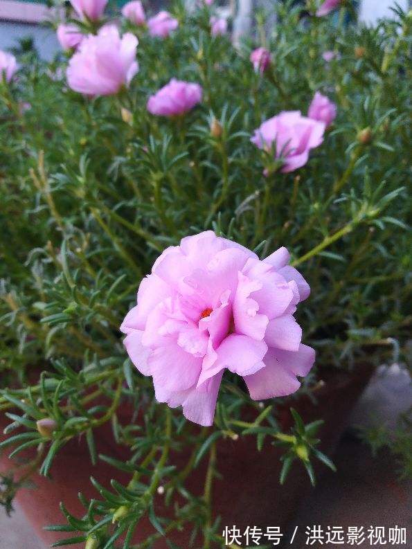 施肥|牡丹在秋天什么时候种移栽对了容易开花，开花爆盆不困难！