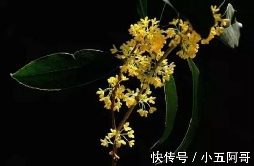 花儿!朱淑真感慨桂花未开,于是写诗催促,全文跌宕起伏,充满深意