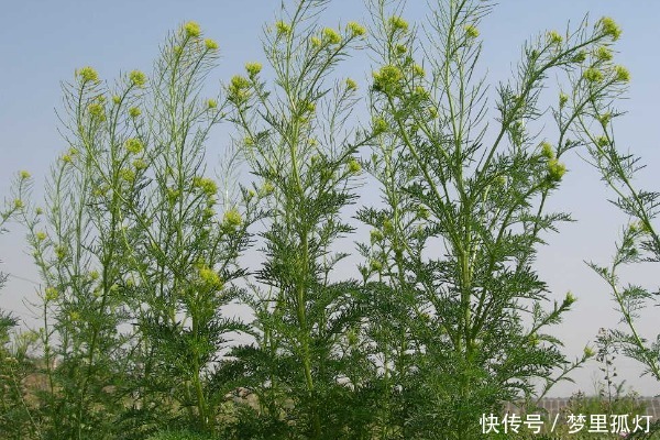 北方很常见蔬菜,南方人普遍不爱吃,却不知对肠胃好,不懂亏大了