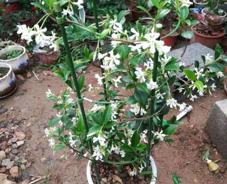 安全距离|养殖茉莉选银丝,盆栽抓住4点,一年四季开花,量多又持久