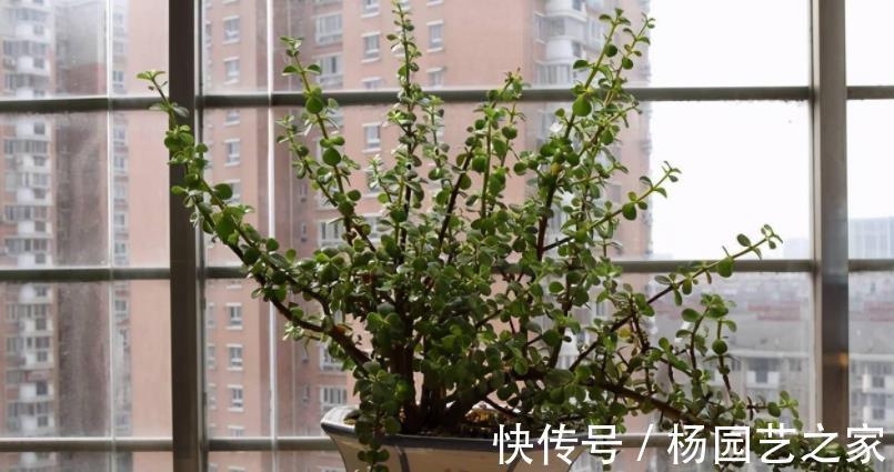 多肉|金枝玉叶长得不漂亮？做好这3点，轻松整容成靓盆景