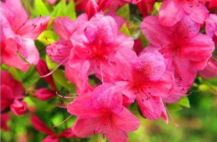 适合家养的几款盆栽,花大色艳,花型圆滚迷人,养一盆居家美观