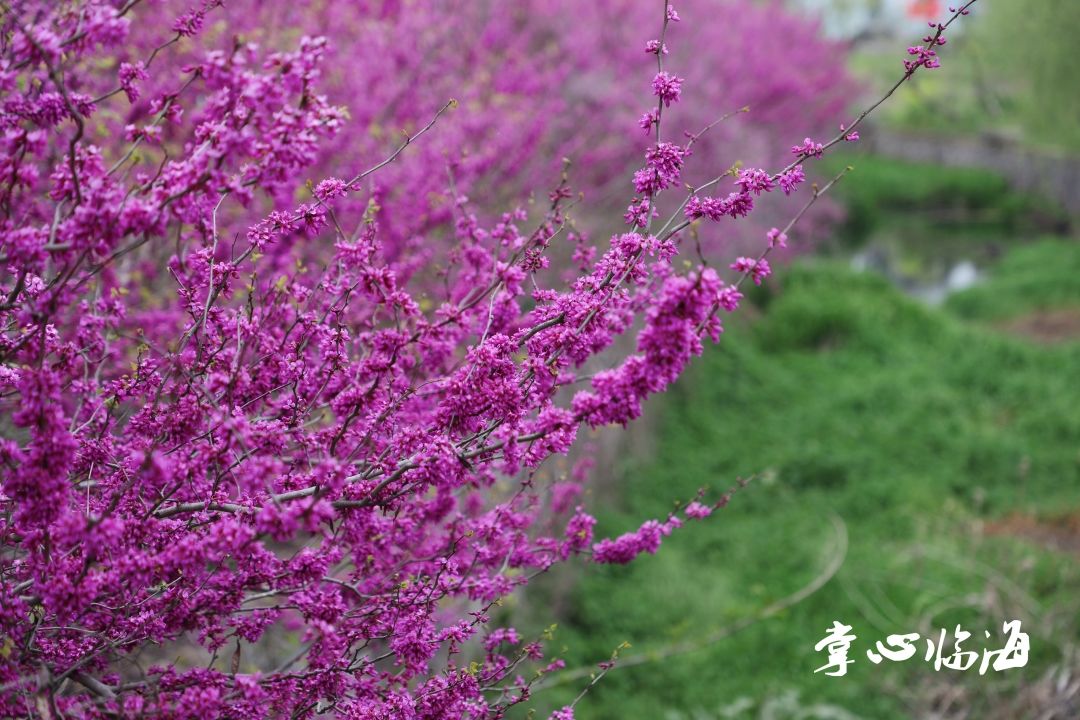 迟日江山丽 春风花草香|潮客美拍 | https://p0.ssl.img.360kuai.com/t01c2075276e3ea2604.jpg?size=800x533