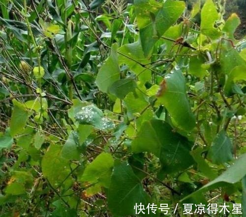 良方|一种带刺野草，蛇见到掉头就跑，是治蛇伤良方，农村娃却当零食吃！