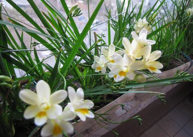 香雪兰|闺蜜到我家,发现一种花,爱上了它,15元买一盆,那叫一个“香”