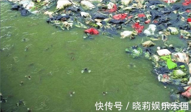 珠江“大鲶鱼”,被钓鱼人频频钓起!能不能吃?钓友:数数胡须的数量