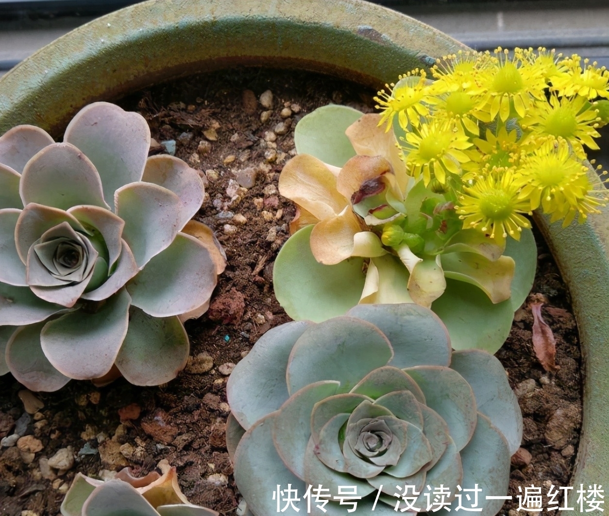 烦恼多肉开花该不该留？搞清楚“为什么”，想留就留、想剪就剪