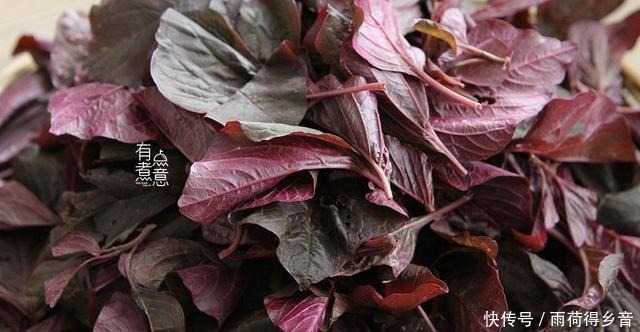 苋菜|这菜3元一斤，钙含量可与牛奶媲美，现在正当季，很多人却忽视了！