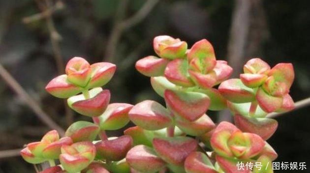 多肉植物钱串子,这样养殖,不出三月长“爆盆”