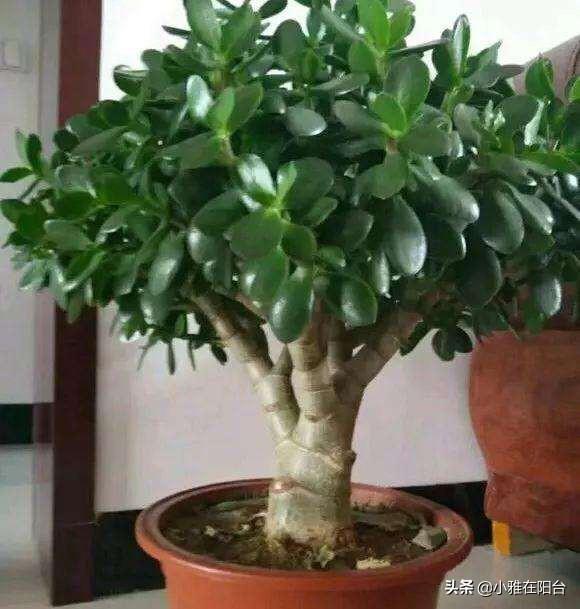 养玉树,只需要注意3个小技巧,一年就能疯长爆盆,越养价值越高