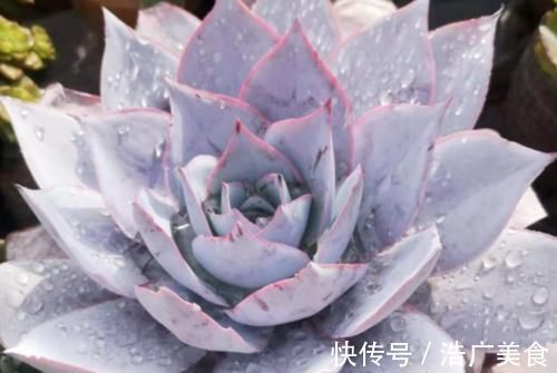 温度2℃到14℃多肉还能继续放在室外露养吗?可以,但要注意这几个要点