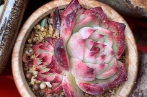 温度|现在北方的多肉可以露养了吗?只要温度达到要求,就可以放心露养