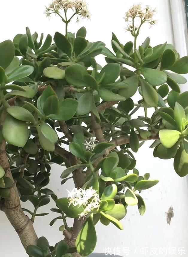 阳台上|很好养的3种小树,阳台露台都可以养,寓意好越养越旺净化空气