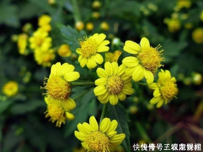 清热解毒|农民种植一野菜,形如“菊花”效益高,不仅芳香清口,还清热解毒