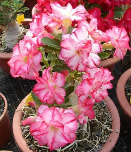 最适合懒人养的“4种花”，漂亮好养，一个月不管，花开满盆，美