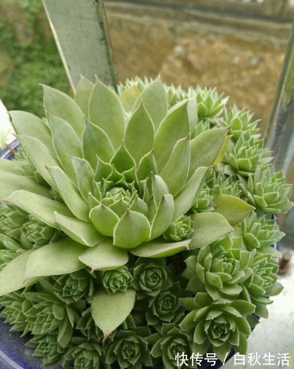 光叶子|多肉撸光叶子,呼呼冒出10个头,越虐长得越旺