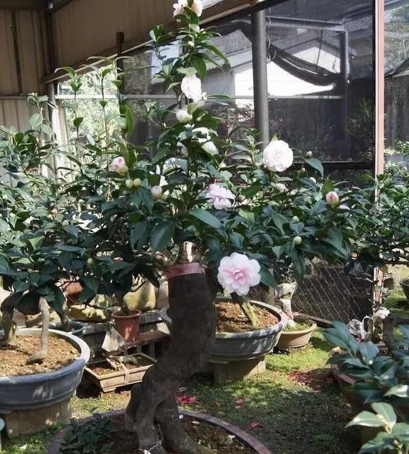 这4种“盆景树”，不仅观赏性高，寿命还特别长，越养越值钱