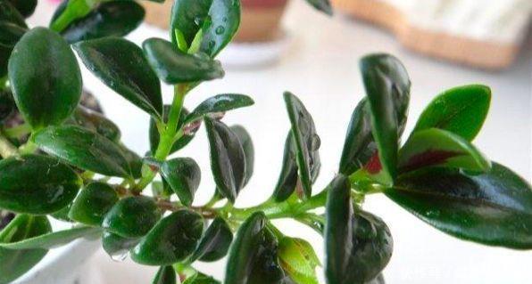 金鱼吊兰怎么养爆盆？学会关键5点