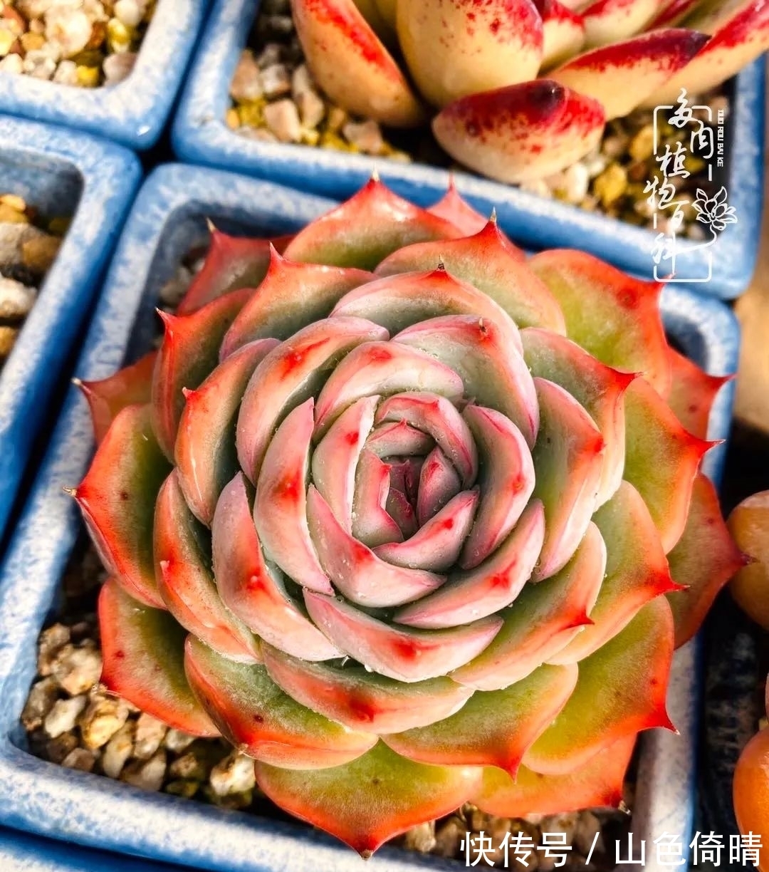 我与多肉植物百科的398天离别又重逢！