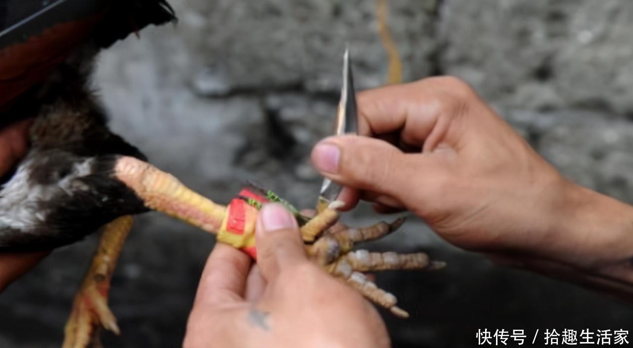 赶到|菲律宾警察执行任务查非法集会,赶到现场被一只斗鸡杀死