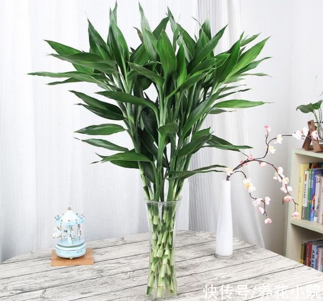 天冷了没花看,不如养6种漂亮“绿植”,美观大方还有益健康