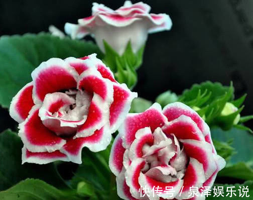 妙招|大岩桐怎么养更艳丽教你3个小妙招,养出姹紫嫣红的大岩桐