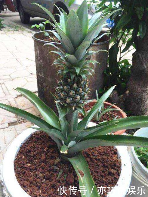 喜欢吃“菠萝”，不如留点菠萝头，埋土里不久成盆栽，还能结果