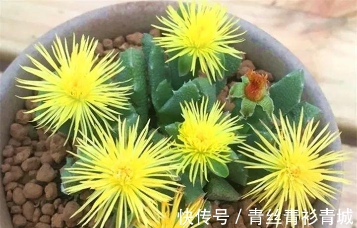 香味|带香味的多肉植物?非常少见,开花时却香气扑鼻!