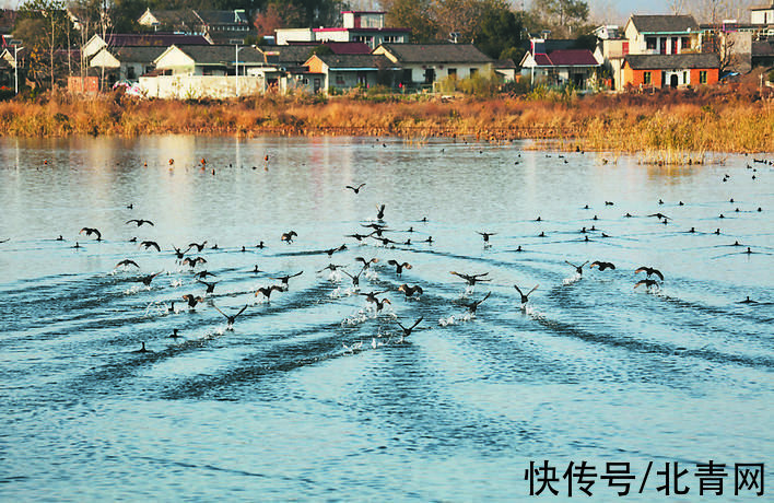 水面|快看！众多白骨顶鸡 齐集巢湖越冬