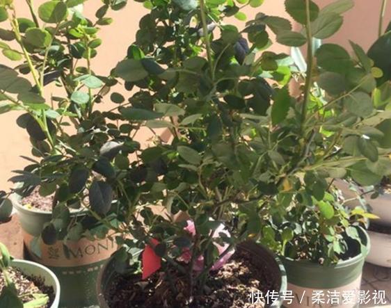 月季盆栽要领分享:作为养花人,收藏这一篇就够了!