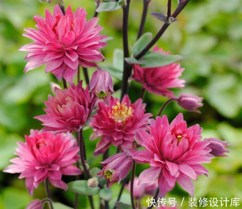 它零下40度冻不死,花苞像“小鸟”,好养花色多,越大开花越多!