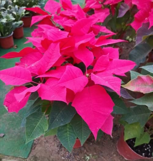  服盆|新买的花，4件事别做错，否则不易服盆，难养活