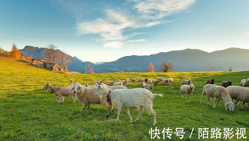 生肖|生肖属羊人，9月起财运当头，千万钞票滚滚发不停