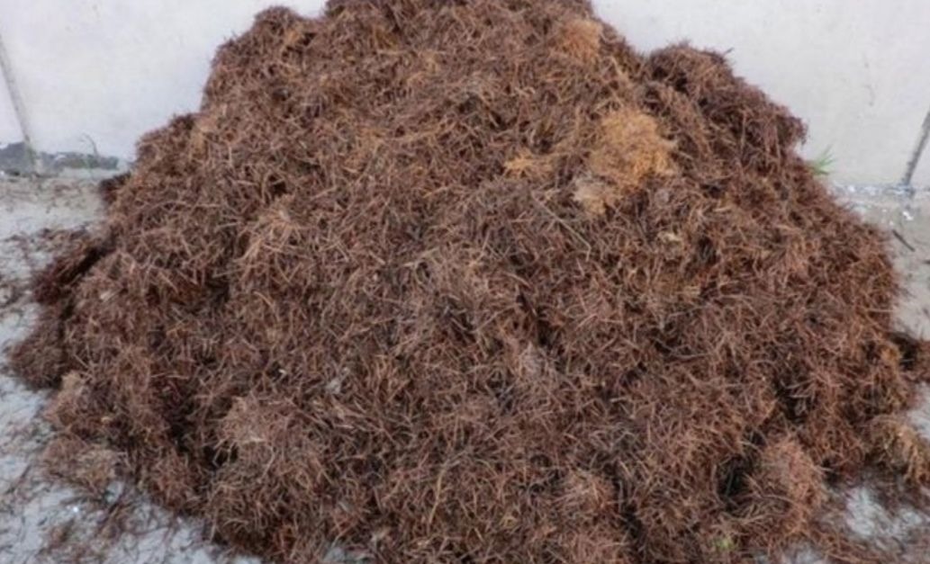 养花用松针土,3件细节要做好,否则对花卉生长不利