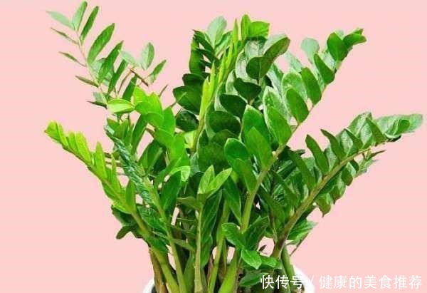 春天金钱树爱黄叶烂根,来点“小技巧”不担心,叶片翠绿有精神!