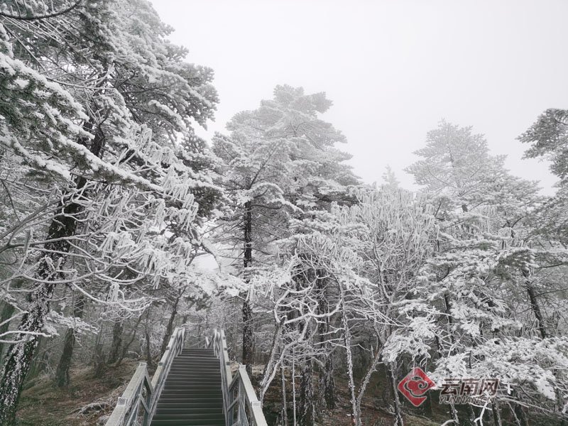 美如画！寒潮携2021年第一场雪飘落昆明轿子雪山