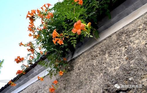 花墙|4种“爬藤花”,容易成花墙,种在阳台院子里太好看了!