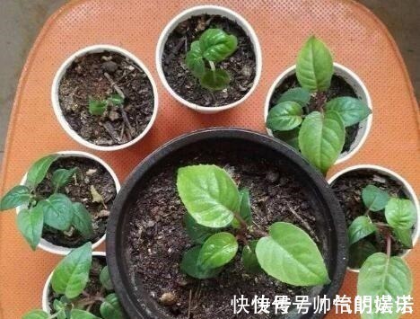 绿萝|比绿萝还漂亮的花,一个枝泡水里,10天长根,喜庆好看,一开99朵