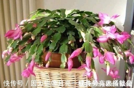 蟹爪兰花芽|爷爷养蟹爪兰，20天长成“胖墩”，学会3个秘诀，比施肥奏效！