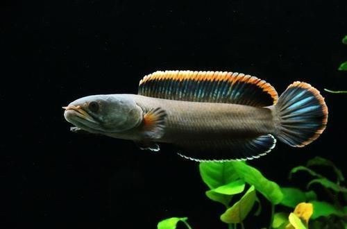 蛇头|鱼塘里横扫一切的黑鱼,连食人鱼都不怕,它们的天敌是什么鱼?