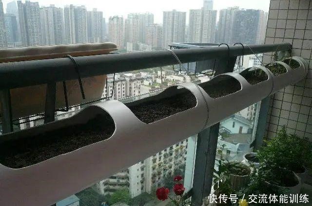 把菜种自家墙上,多得吃不完,太震撼!