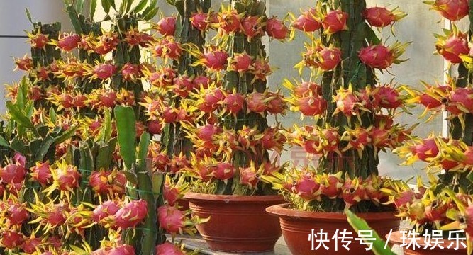 阳台别只种花草,试试种盆栽果树,养护简单易结果,想吃随手摘