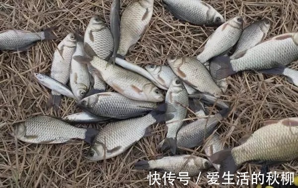 漂相|一到初冬,万万别直接下竿,这三点要格外注意,否则很难连续上鱼